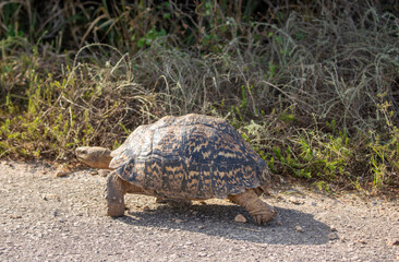 Leopard Tortoise in the wild 