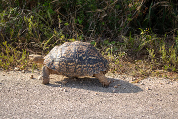 Leopard Tortoise in the wild 