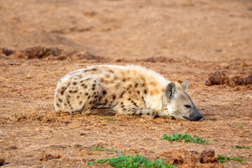 Spotted Hyena sleeping in the morning sun 