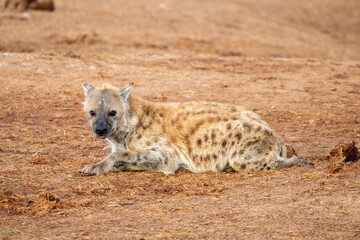 Obraz premium Spotted Hyena sleeping in the morning sun 