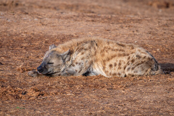 Obraz premium Spotted Hyena sleeping in the morning sun 