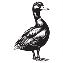 silhouette of a duck,bird, swan, animal, duck, goose, illustration, vector, silhouette, nature, cartoon, water, beak, icon, black, wild, lake, drawing, wildlife, birds, design, feather, love, art, sym