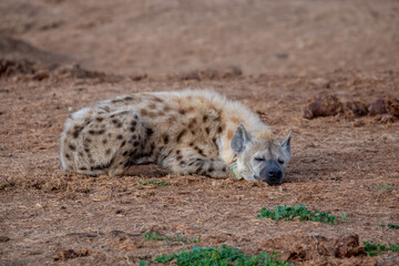 Spotted Hyena sleeping in the morning sun 