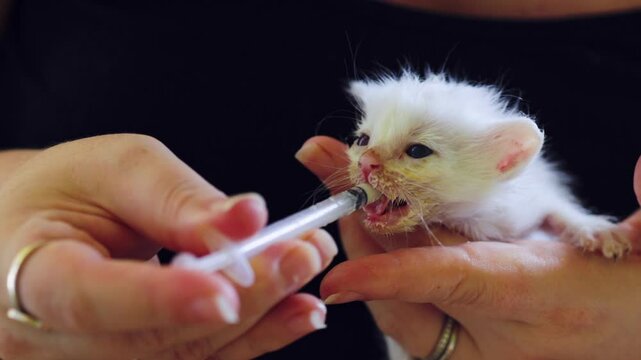 Fluffy white kitten gently fed kitten formula with a 1ml syringe.