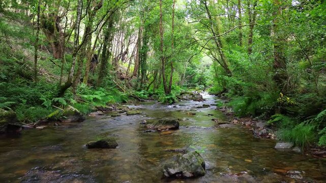 A peaceful stream flows through lush green forest in A Cortevella, Lugo, Galicia, Spain