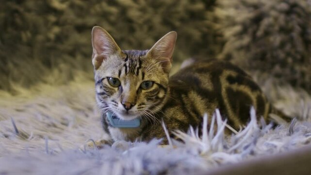 A static shot of a young bengal cat on a fury blanket in a sofa. And he totally a pet with a big blue collar.