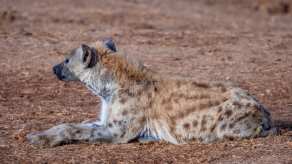 Spotted Hyena sleeping in the morning sun 