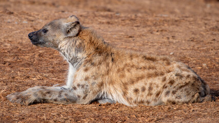 Spotted Hyena sleeping in the morning sun 