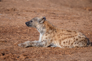 Obraz premium Spotted Hyena sleeping in the morning sun 