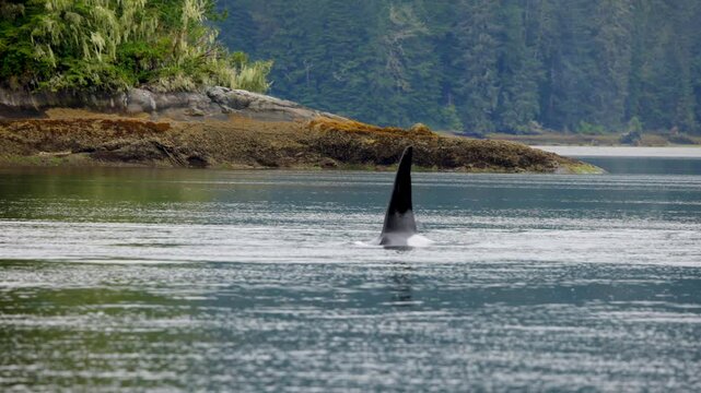 Large orca swimming in a bay
