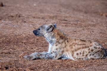 Spotted Hyena sleeping in the morning sun 
