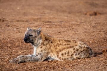 Spotted Hyena sleeping in the morning sun 