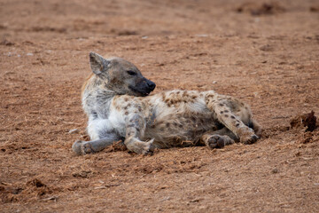 Obraz premium Spotted Hyena sleeping in the morning sun 