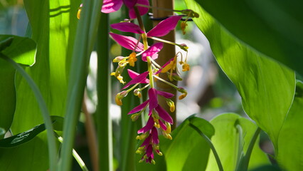 Obraz premium bird of paradise flower