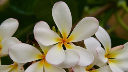 white frangipani flower