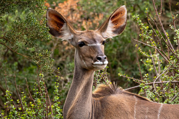 Female Kudu on the lookout 