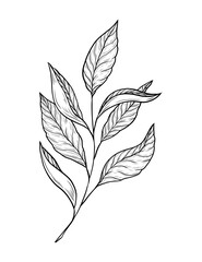 Hand drawn vector illustration of a twig with leaves. Single black and white element. Line art, drawing of a tea twig with leaves. Green, black tea, traditional hot drink