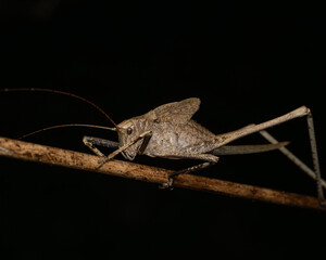 Brown Katydid (Tettigoniidae) on the branches