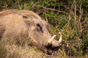 Warthog in the wild