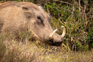 Fototapeta premium Warthog in the wild