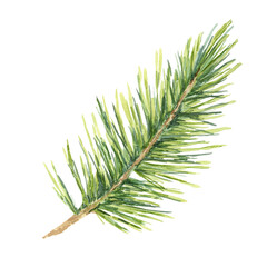 A detailed green spruce branch in watercolor. Hand drawn realistic clipart for festive-themed web design, Christmas merchandise, holiday e-cards, or winter season digital products and print decoration