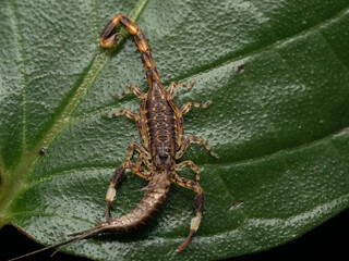 Lychas sp scorpion is on a leaf enjoying its prey