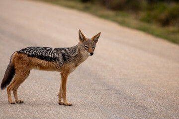 Black backed Jackal