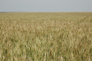 Wheat crops in northern Argentina