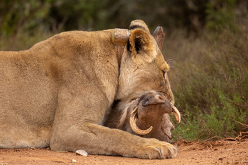 Naklejka premium Lioness hunting a warthog