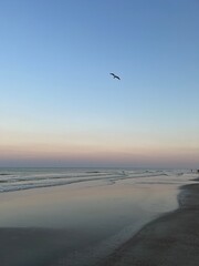 seagull flying over the sea