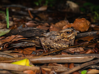 A large tailed nightjar bird (Caprimulgus macrurus) is incubating eggs among the leaves after a heavy rain