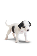 Fox Terrier Puppy on transparent Background