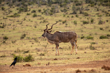Naklejka premium Kudu grazing in the grassland of Addo 