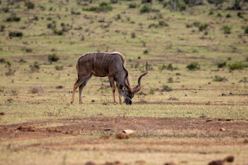 Fototapeta premium Kudu grazing in the grassland of Addo 