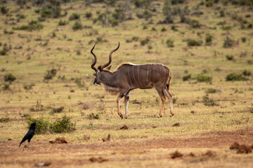 Kudu grazing in the grassland of Addo 