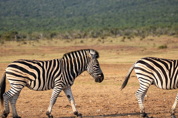 Zebra herd 