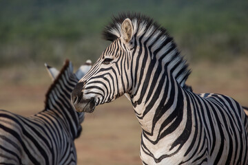 Zebra herd 