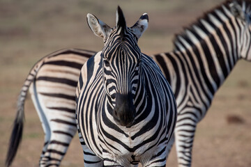 Zebra herd 