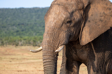 Obraz premium Elephant drinking at the waterhole 