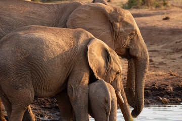 Elephants drinking at the waterhole 