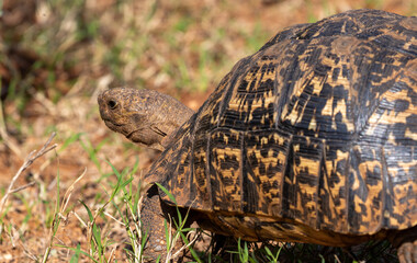 Leopard Tortoise 
