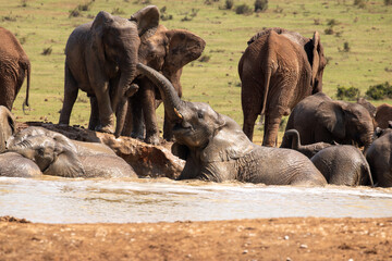 Elephants drinking at the waterhole 