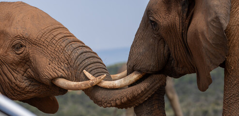 Elephants fighting © connorskye