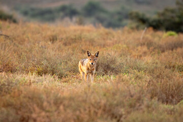 Black backed Jackal in the grassland