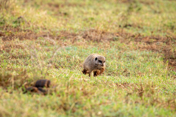 Meerkat searching for insects in the morning 