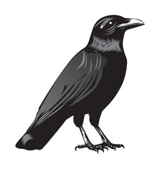 silhouettes of birds, bird, silhouette, animal, nature, illustration, vector, birds, crow, black, isolated, beak, bullfinch, branch, wildlife, white, wing, raven, feather, winter, cartoon, art, fly, 