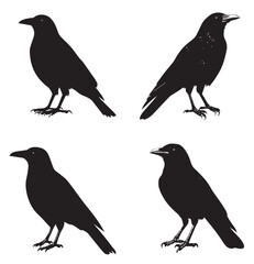 Obraz premium silhouettes of birds, bird, silhouette, animal, nature, illustration, vector, birds, crow, black, isolated, beak, bullfinch, branch, wildlife, white, wing, raven, feather, winter, cartoon, art, fly, 