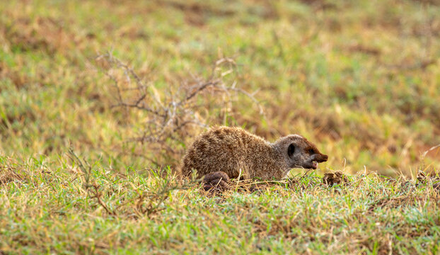 Meerkat searching for insects in the morning 