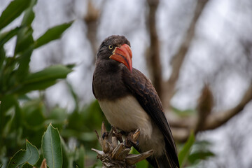 Crowned Hornbill in the wild 