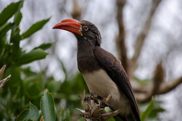 Crowned Hornbill in the wild 